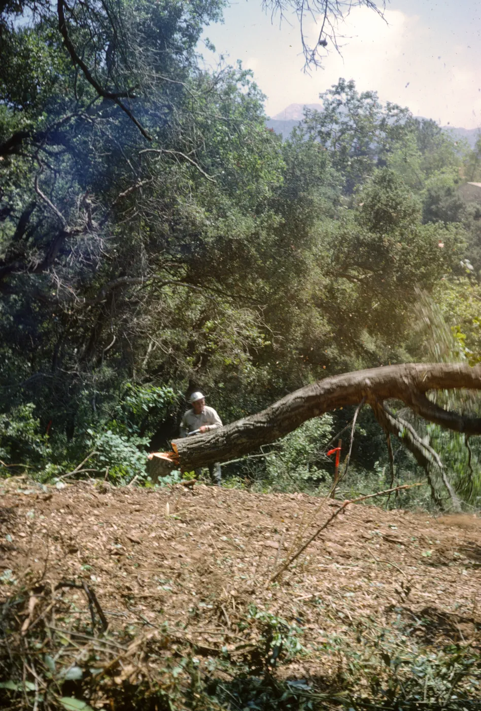 Cutting the oaks in the new Island Section