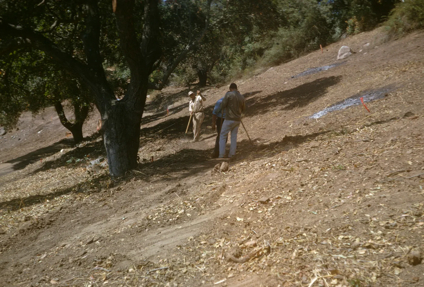 Island Section