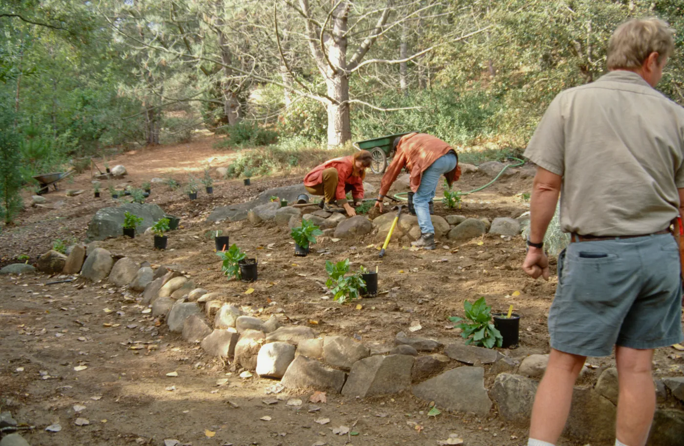 Replanting the Island Section