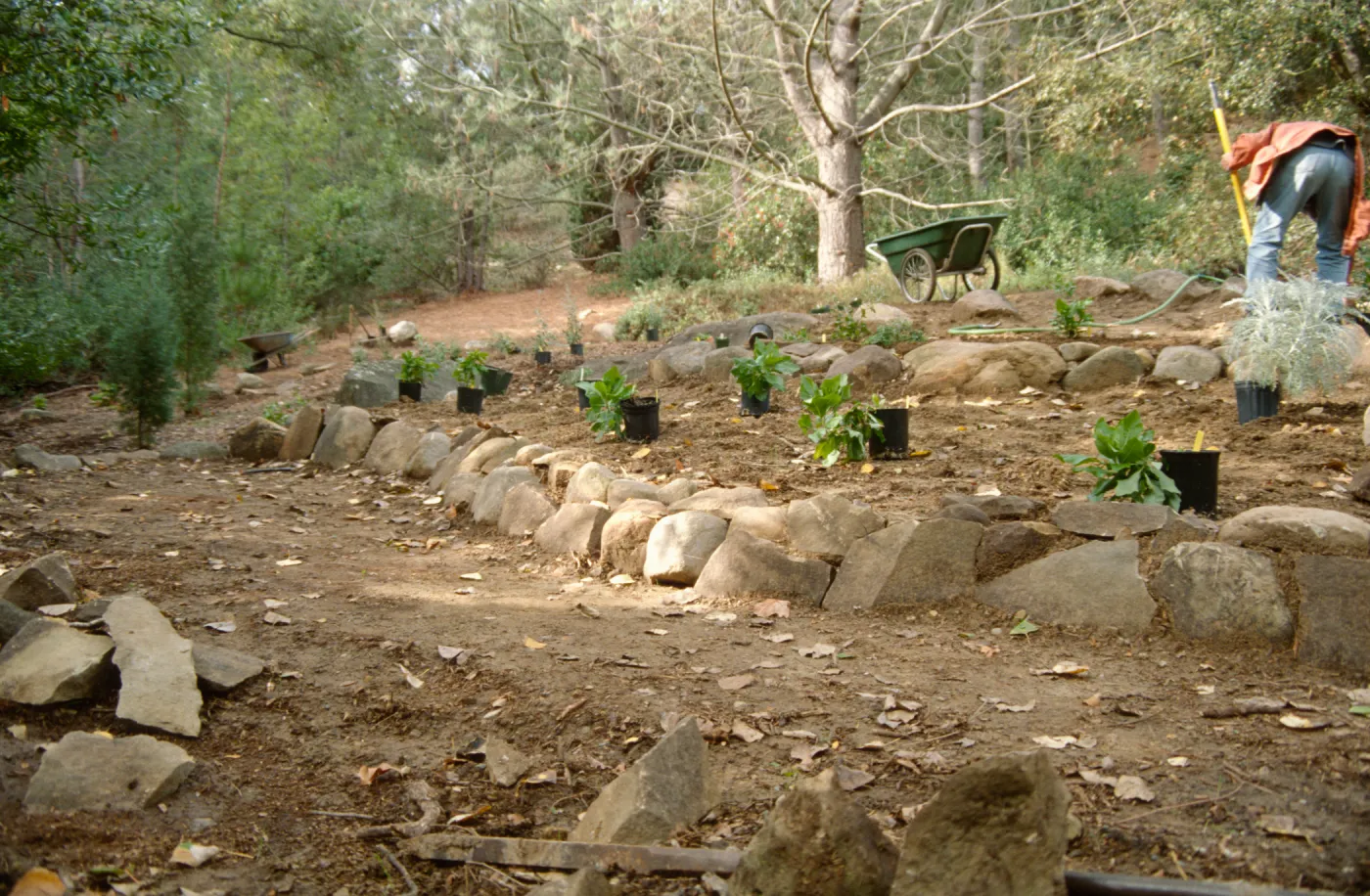 Island Rare Plant Display planting