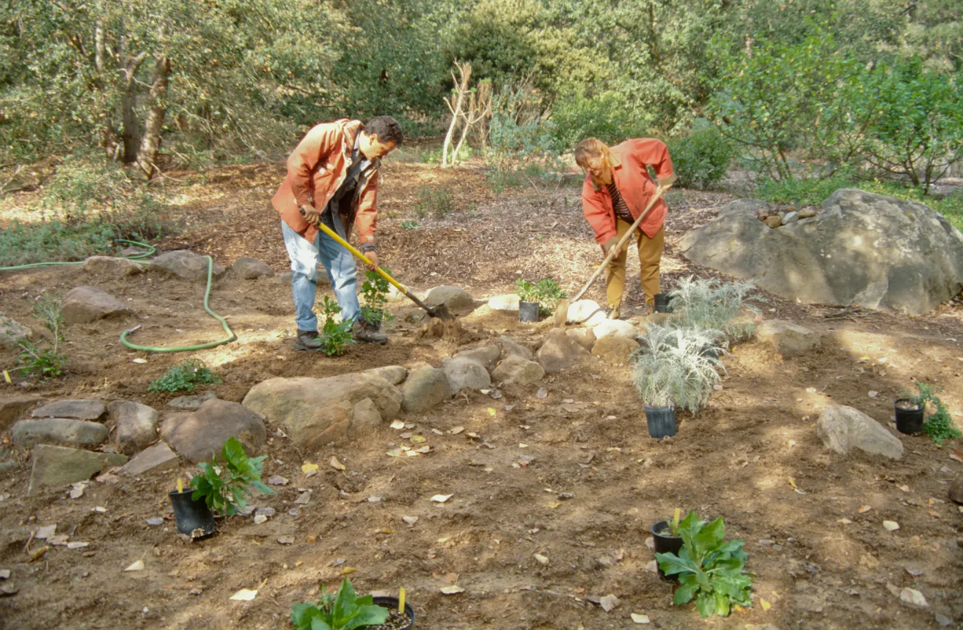Island Rare Plant Display planting