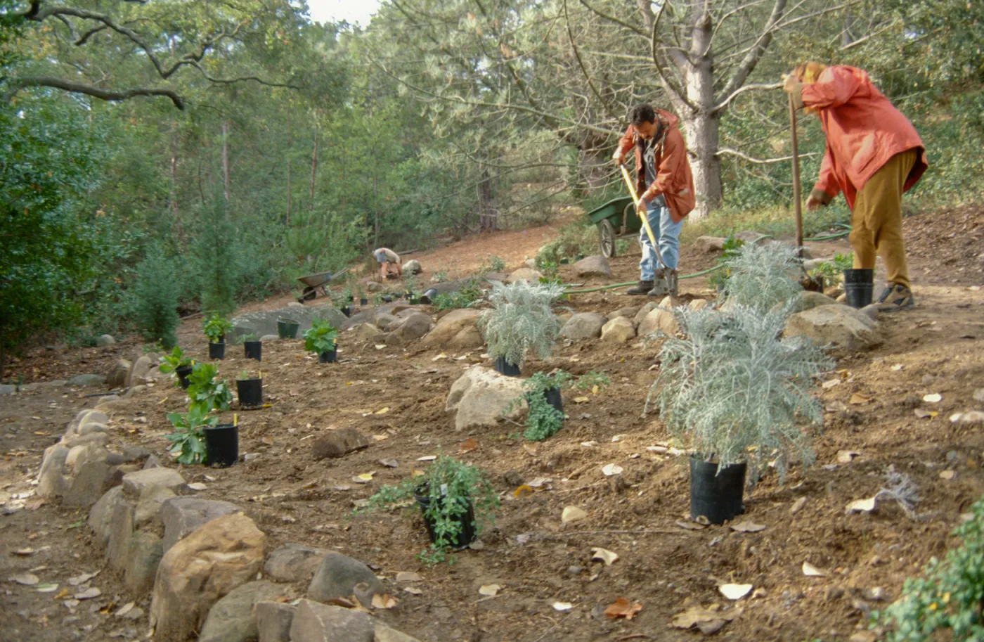 Island Rare Plant Display planting