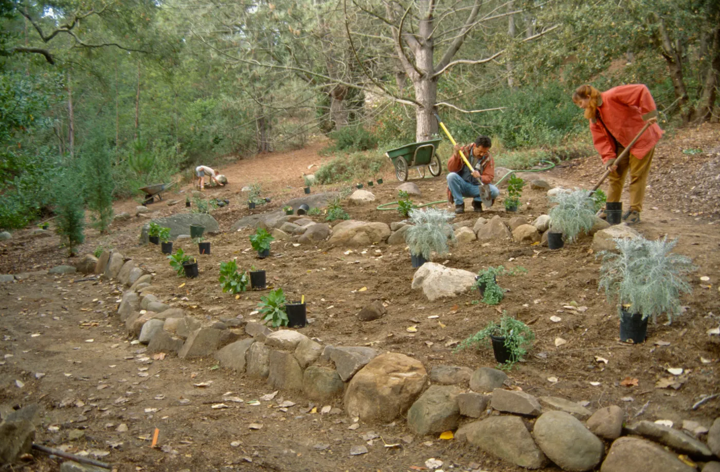 Island Rare Plant Display planting