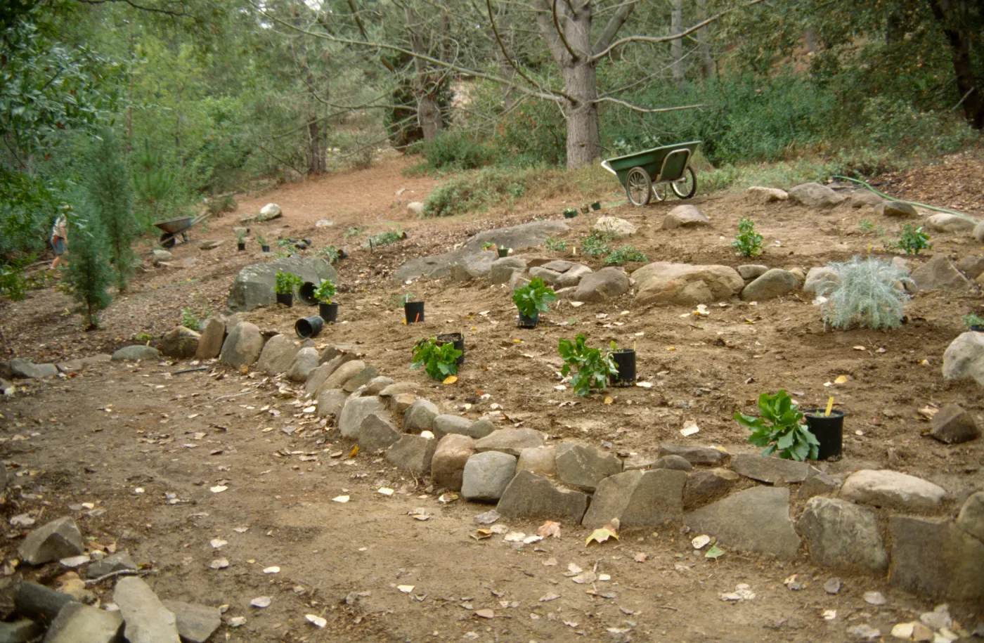 Island Rare Plant Display planting