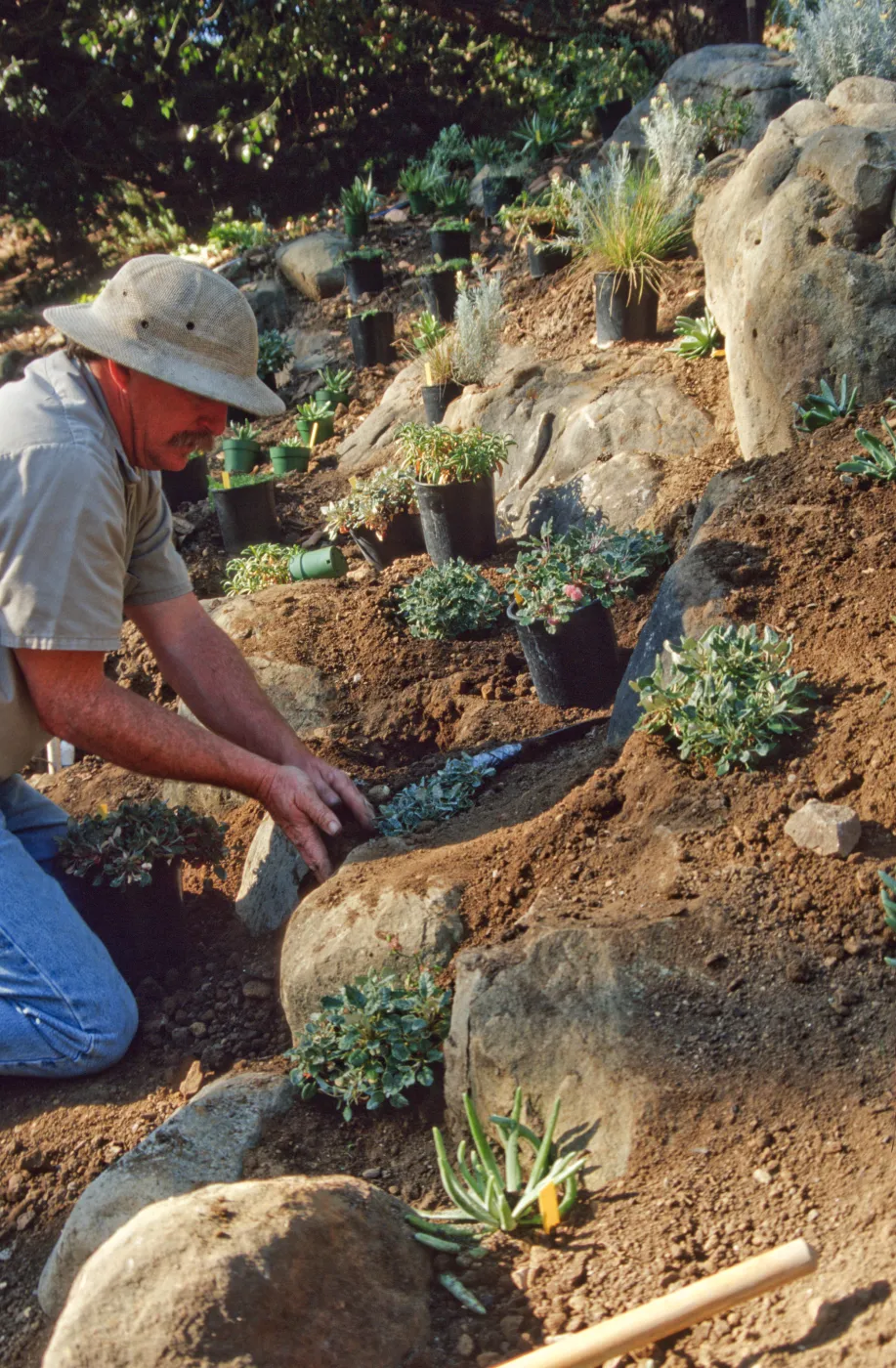 Island slope planting