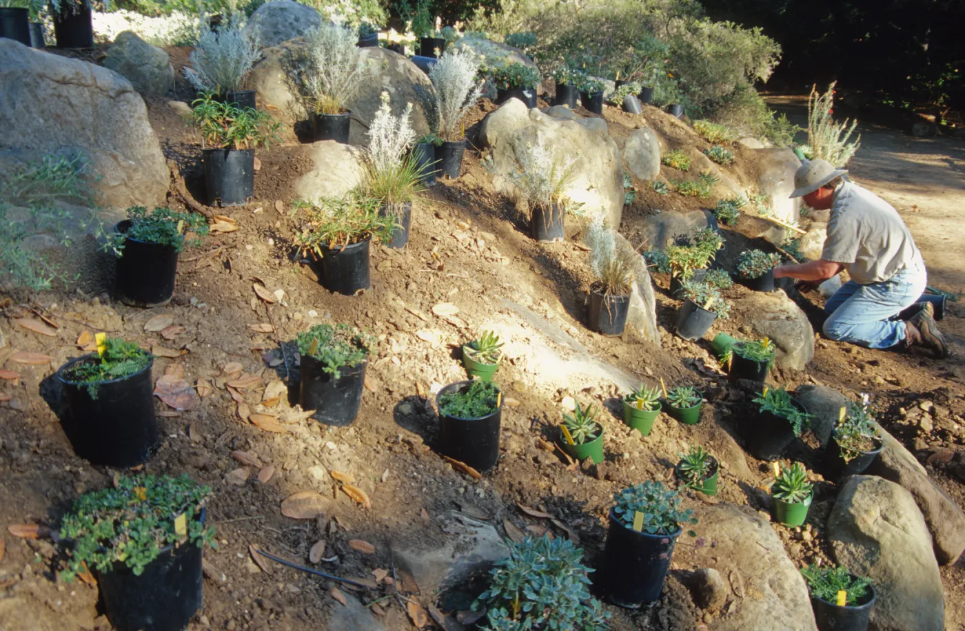 Island slope planting