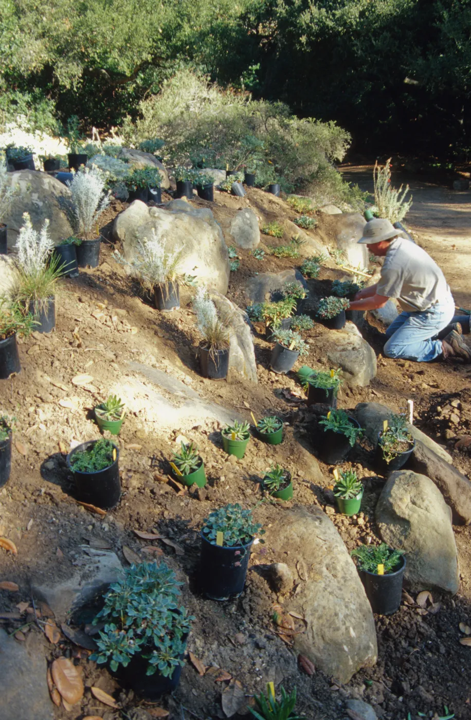 Island slope planting