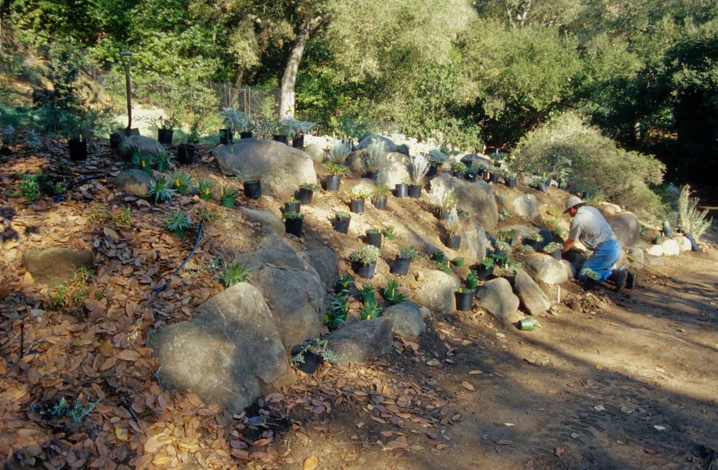 Island slope planting