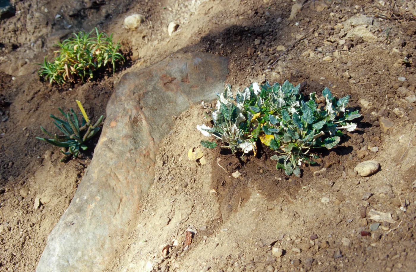 Island slope planting