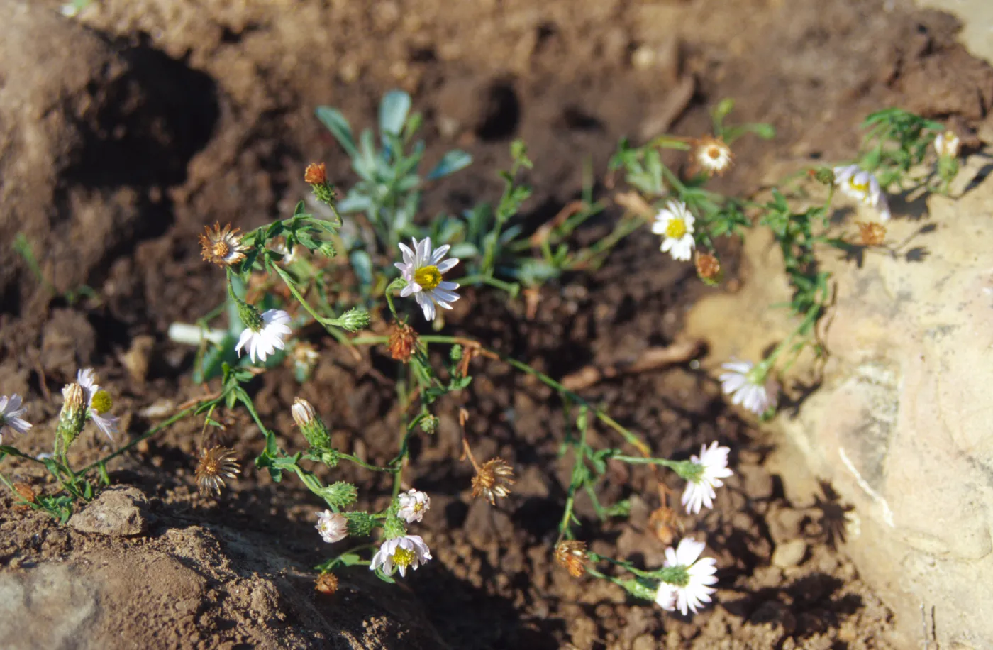 Island slope planting