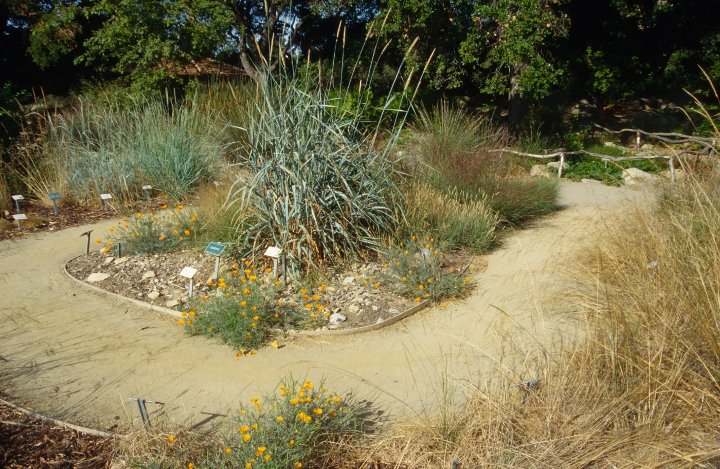 Meadow grass display