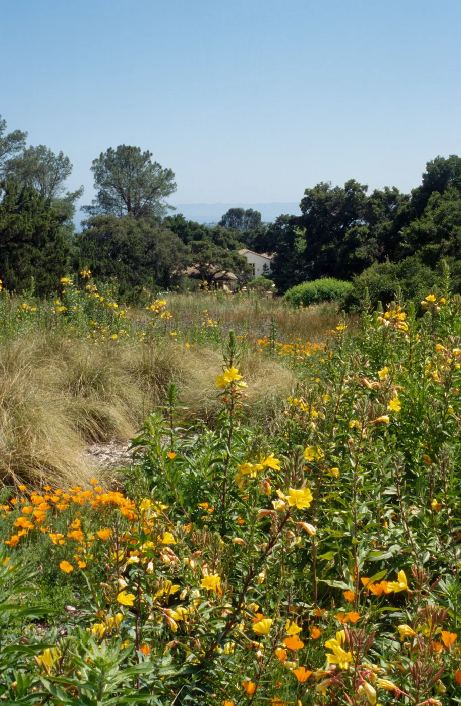 Meadow, looking south