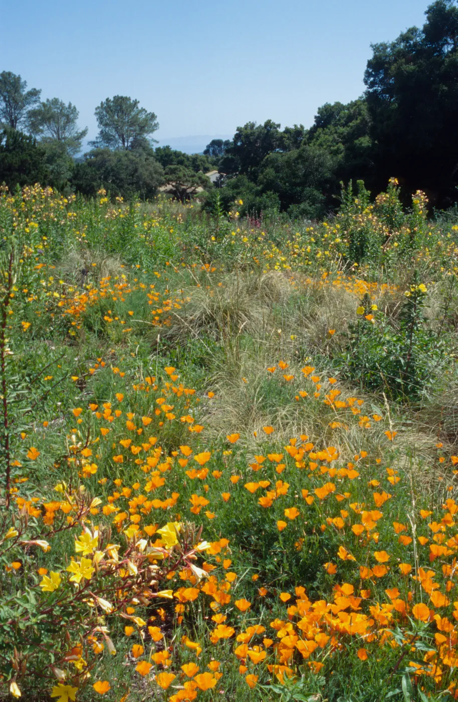 Meadow, looking south