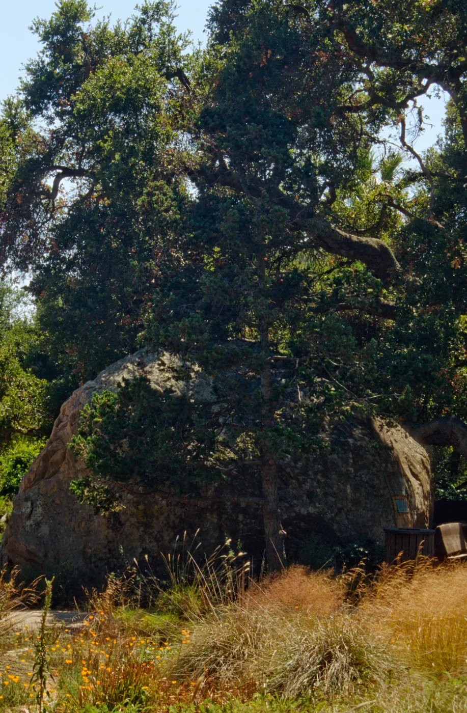 Blaksley Boulder (Coastal Live Oak)