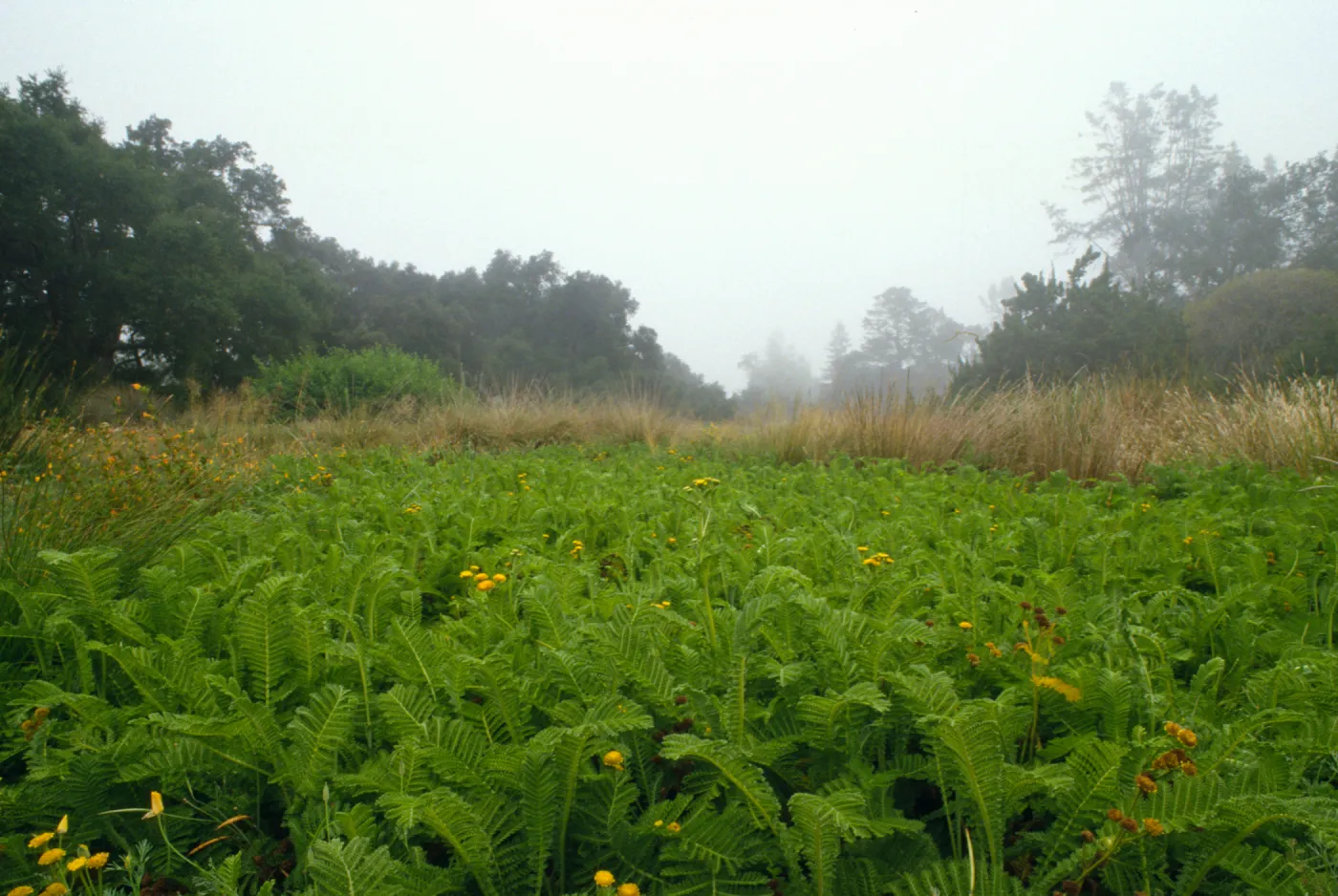 Meadow in fog