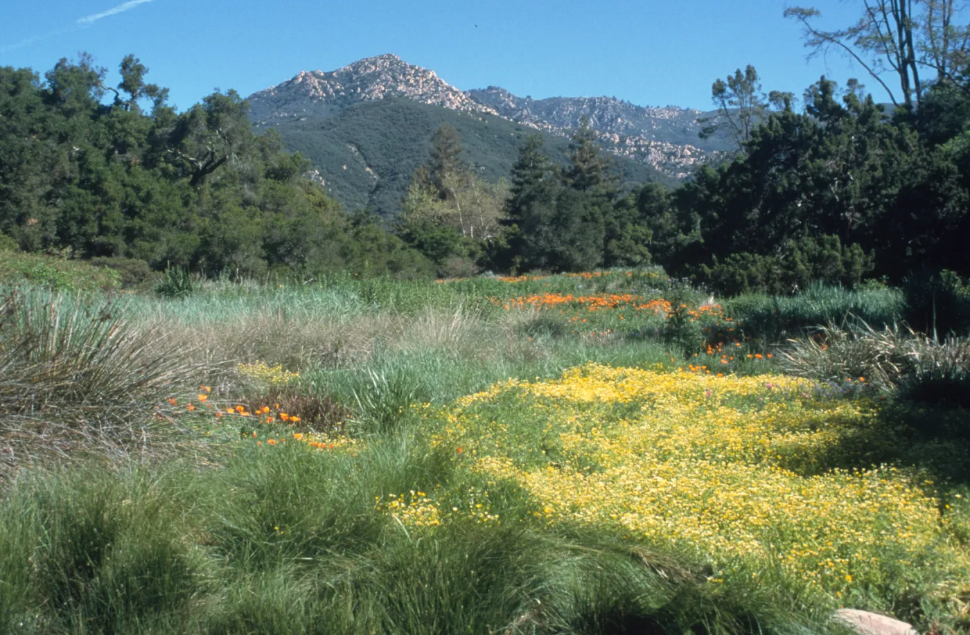 Meadow, looking north