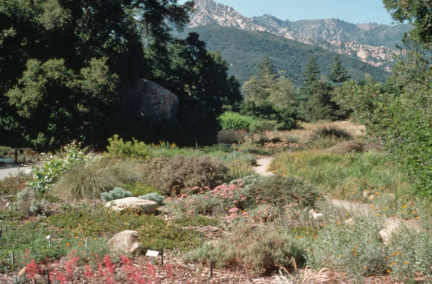Meadow, ground cover display, looking north