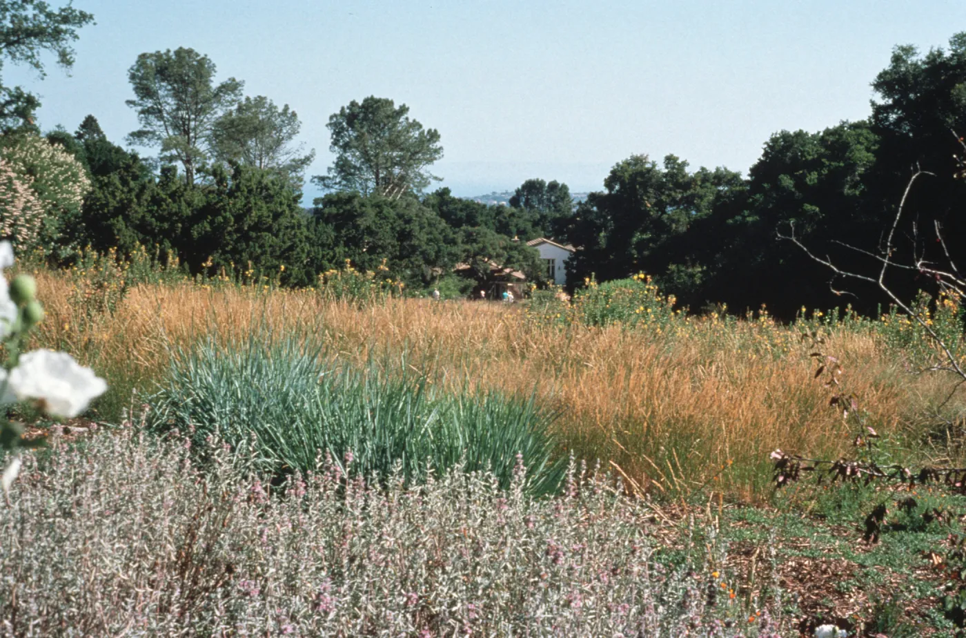 Upper Meadow, looking south