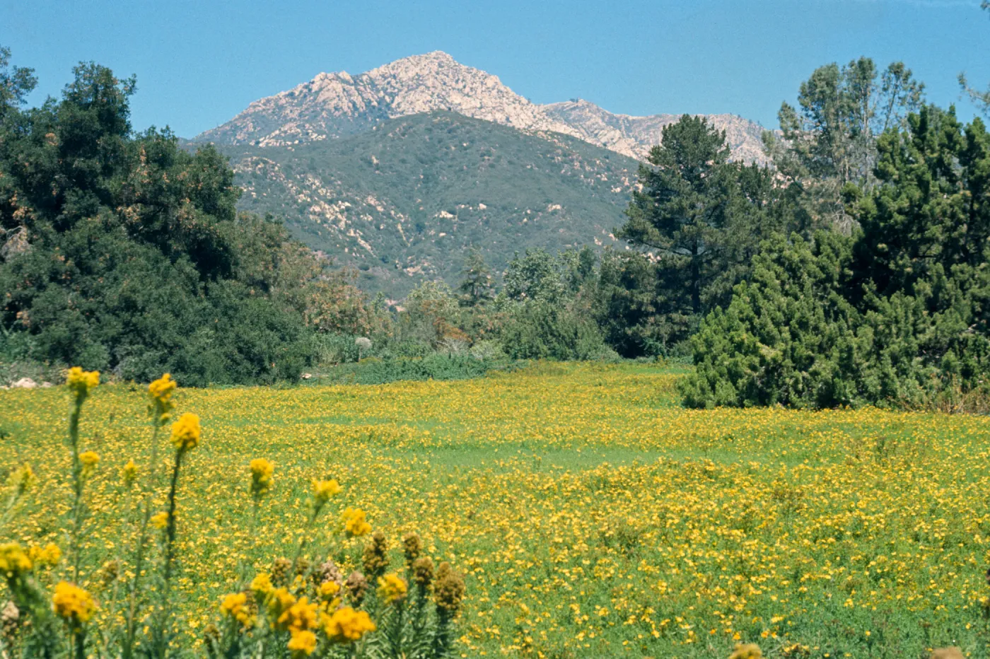 Meadow