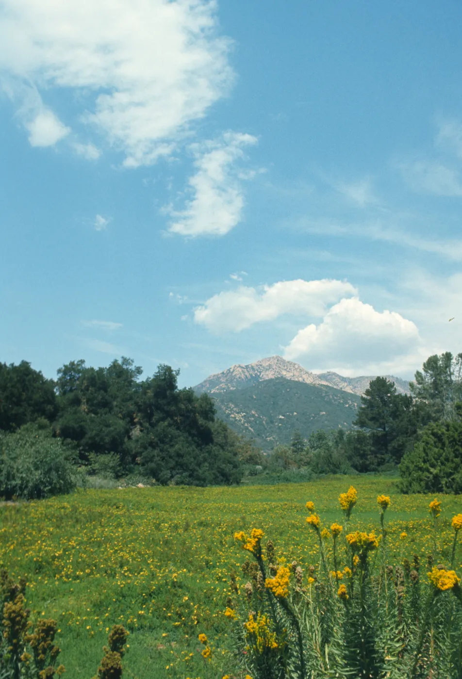 Meadow, looking north