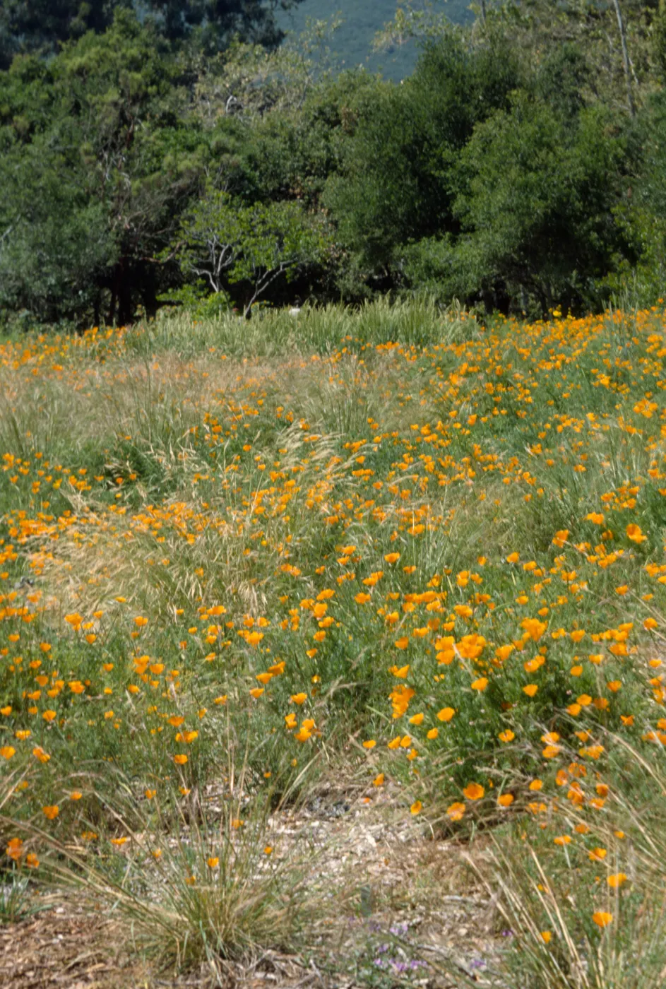 Meadow with California poppies