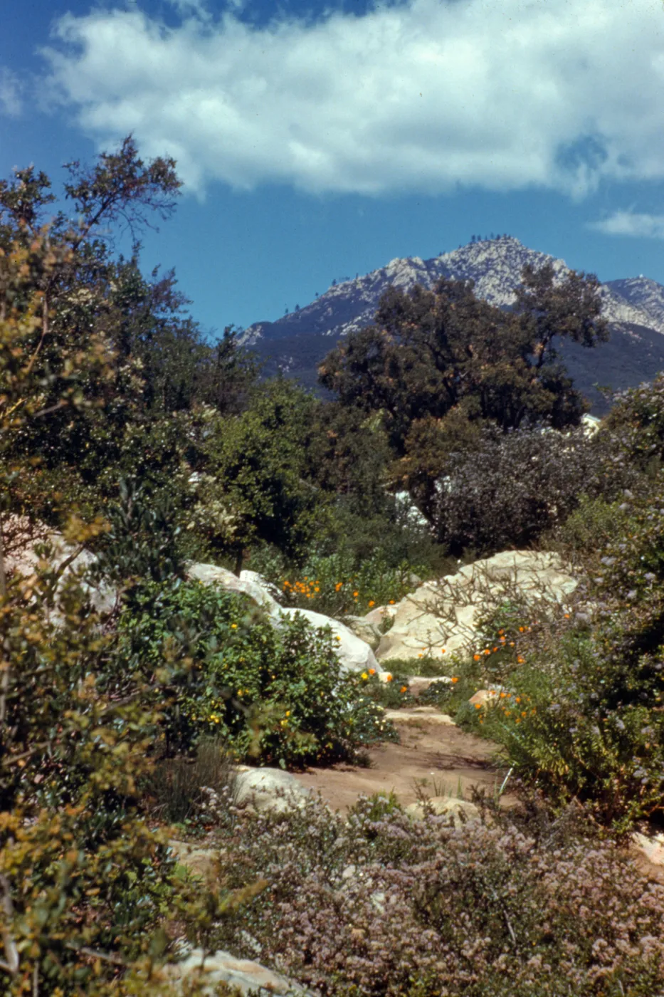 Old Ceanothus Section