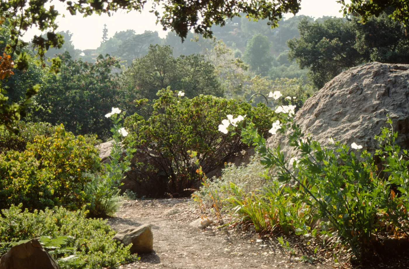 Manzanita Section