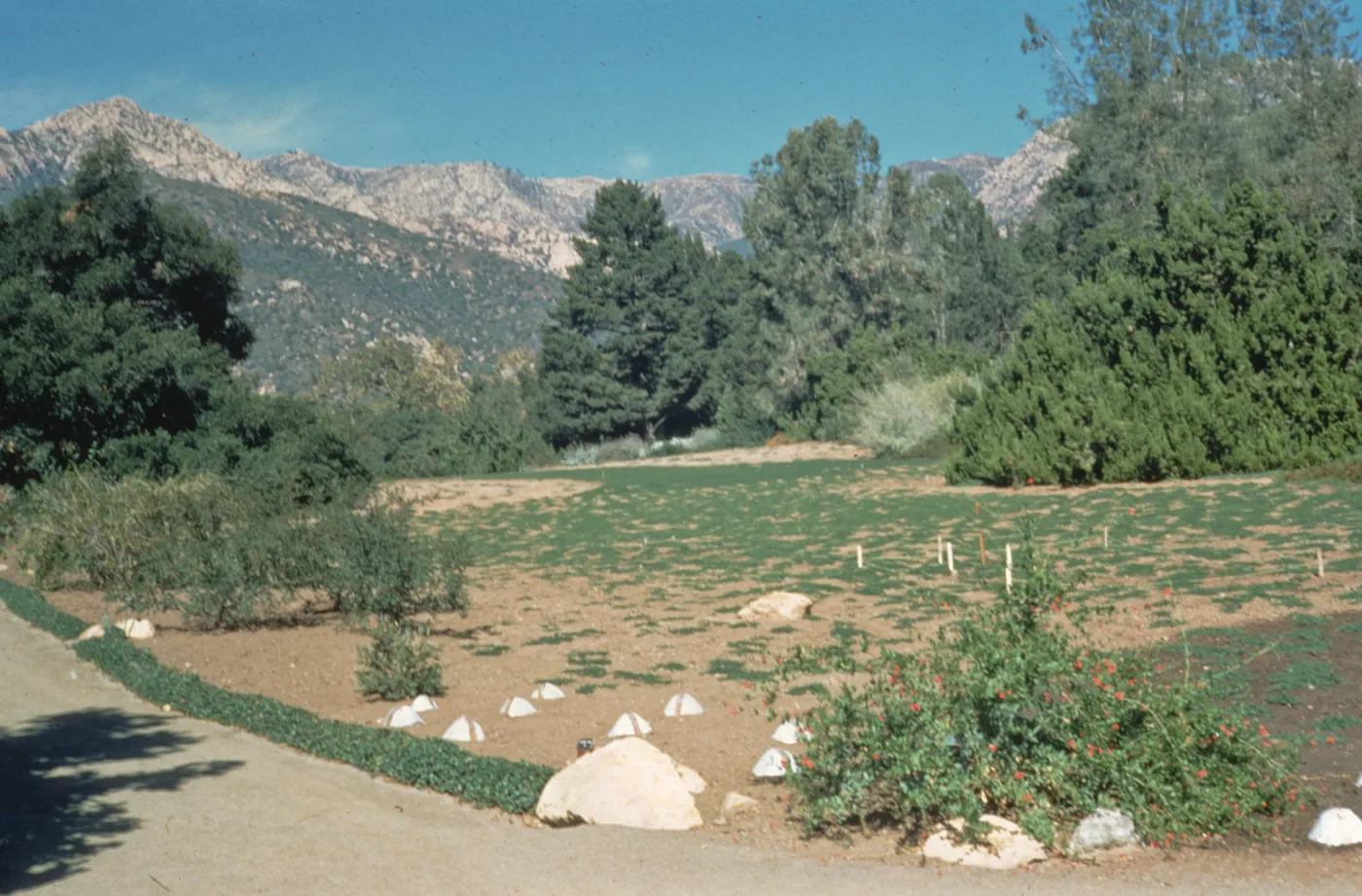 western edge of Meadow, newly planted