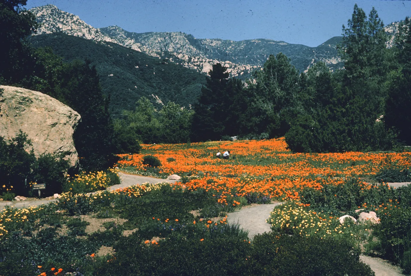 Meadow with poppies in bloom