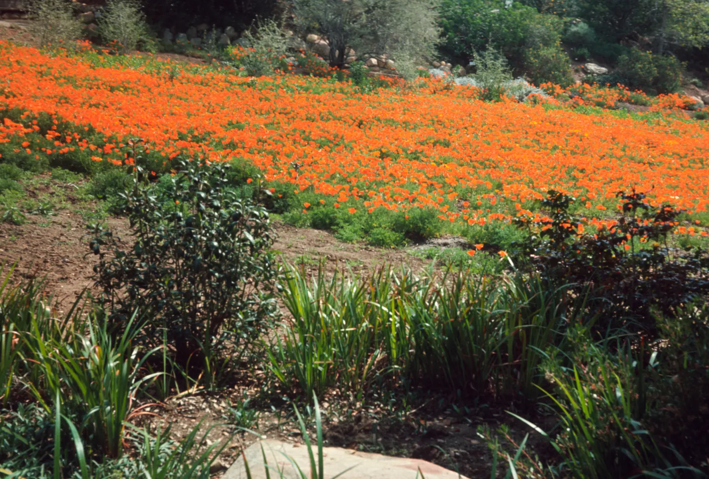Meadow with poppies