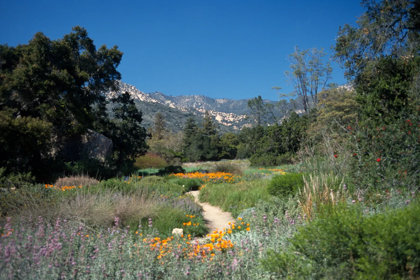 Ground cover display, with a view to the mountains