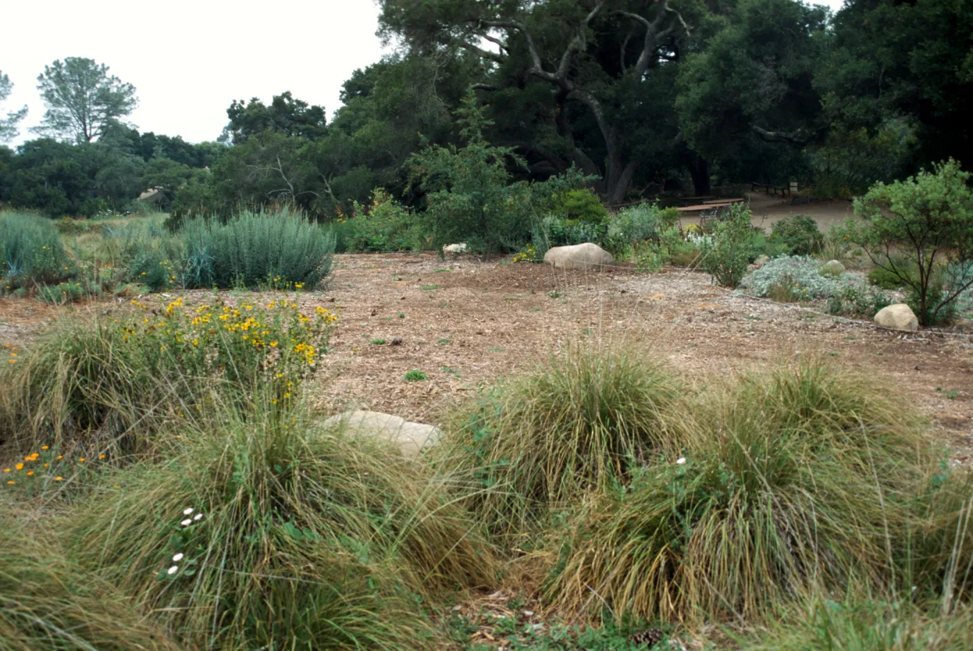 Lawn area