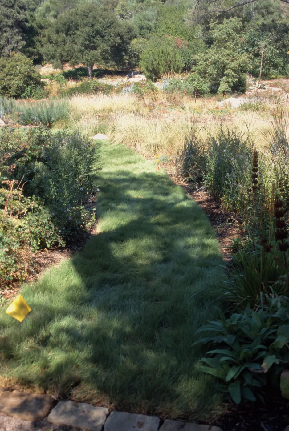 Buffalo grass lawn