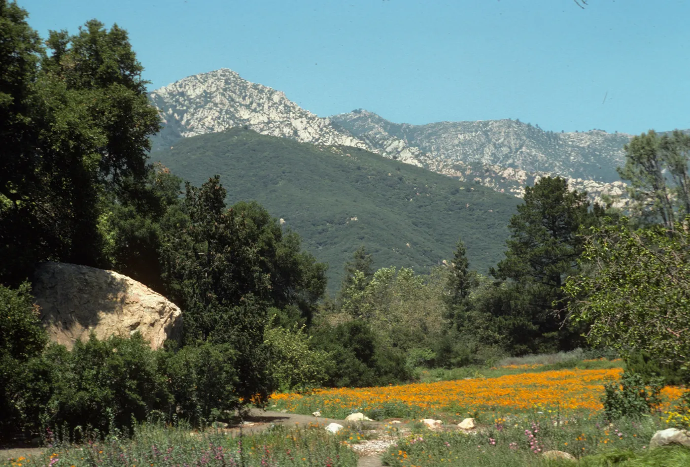 poppies in the Meadow, looking north