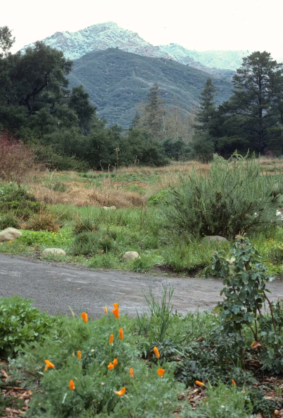 Meadow, snow on La Cumbre Peak?
