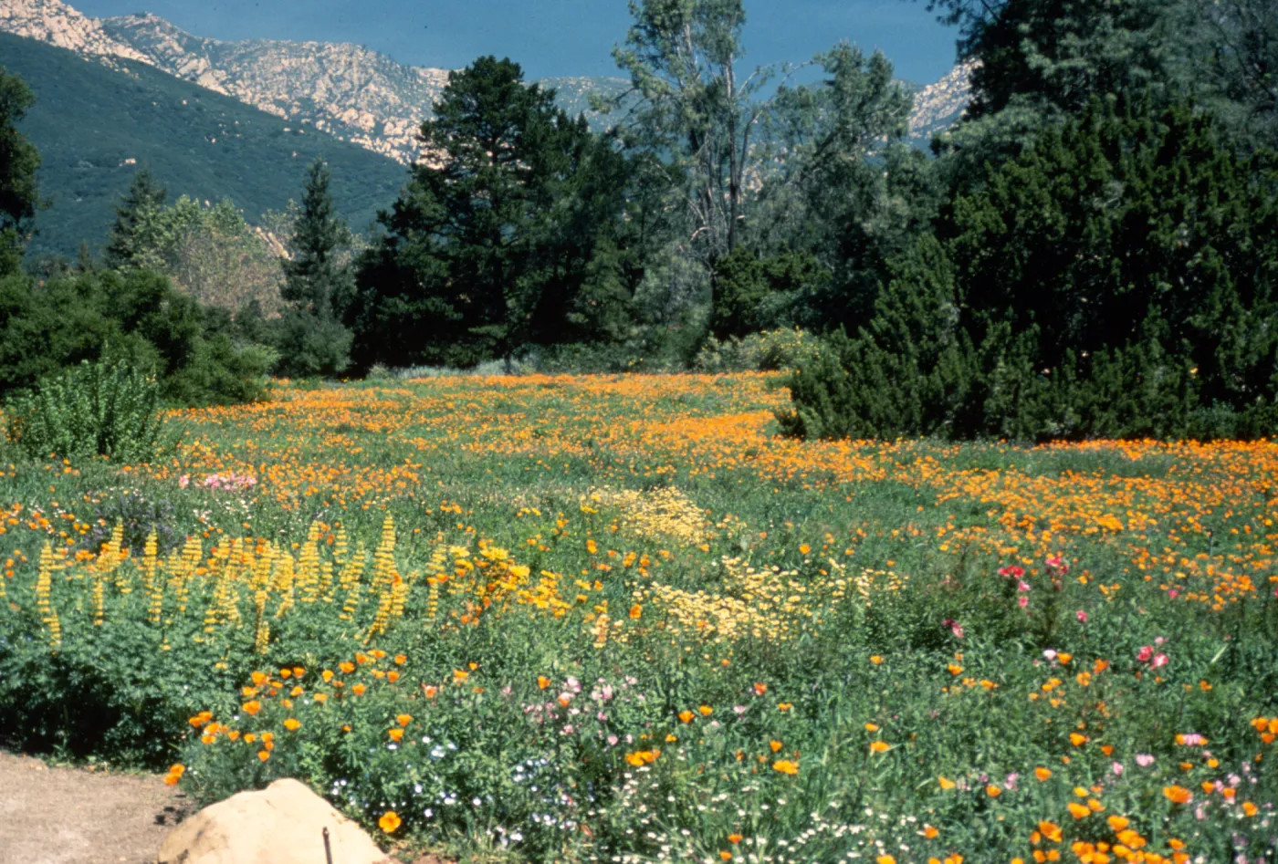 wildflowers in the Meadow, looking north