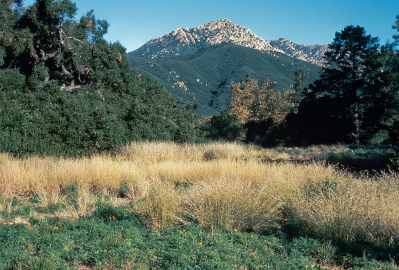 Meadow, view to La Cumbre Peak