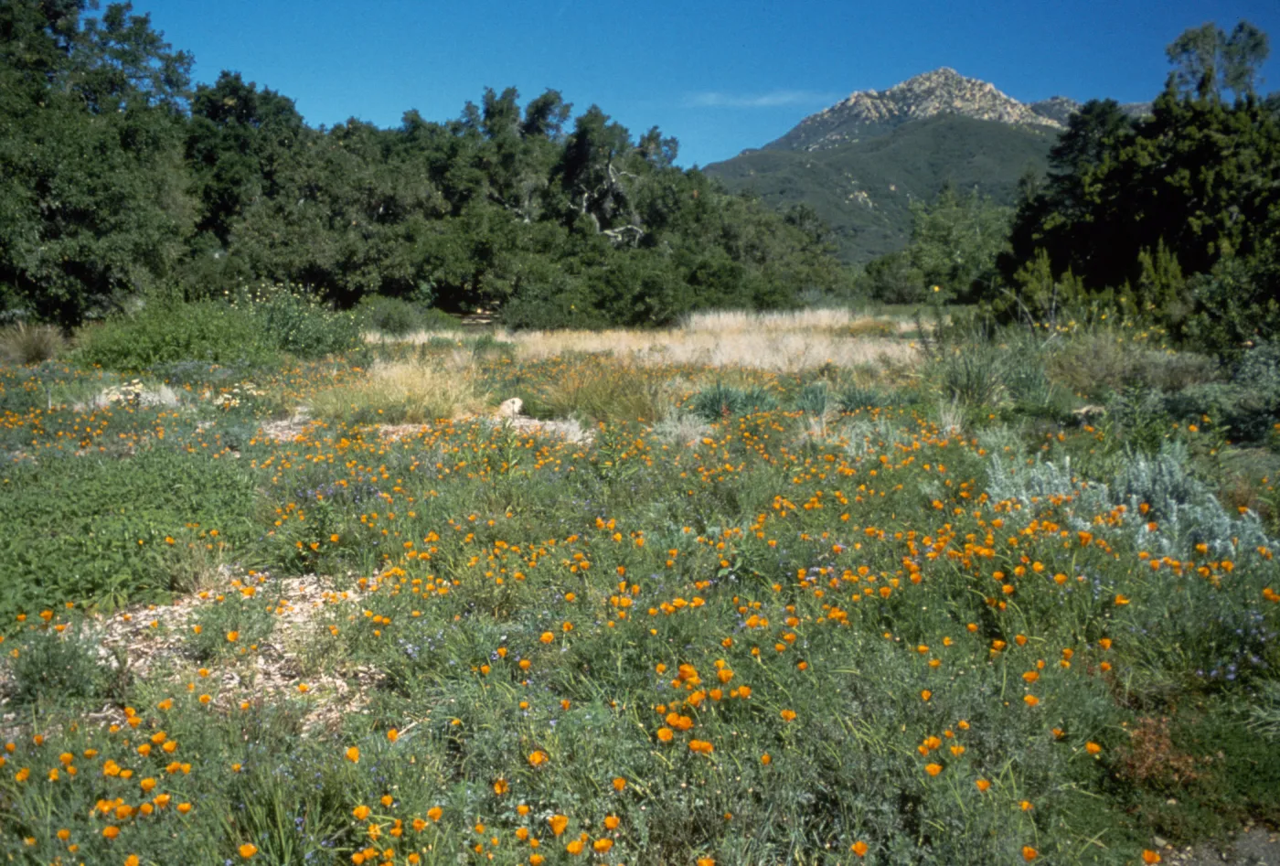 Meadow, looking north to La Cumbre Peak