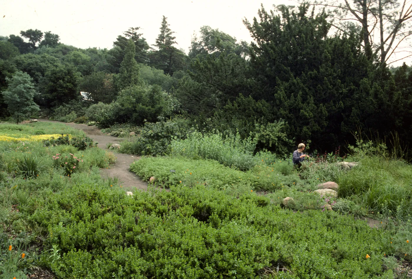 Meadow