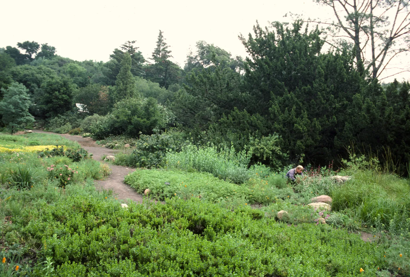 Meadow