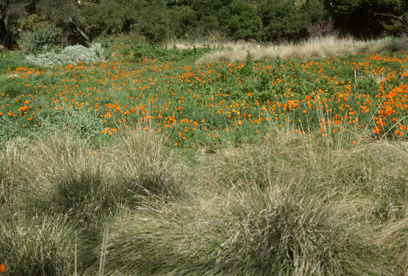 Meadow grasses and poppies in bloom