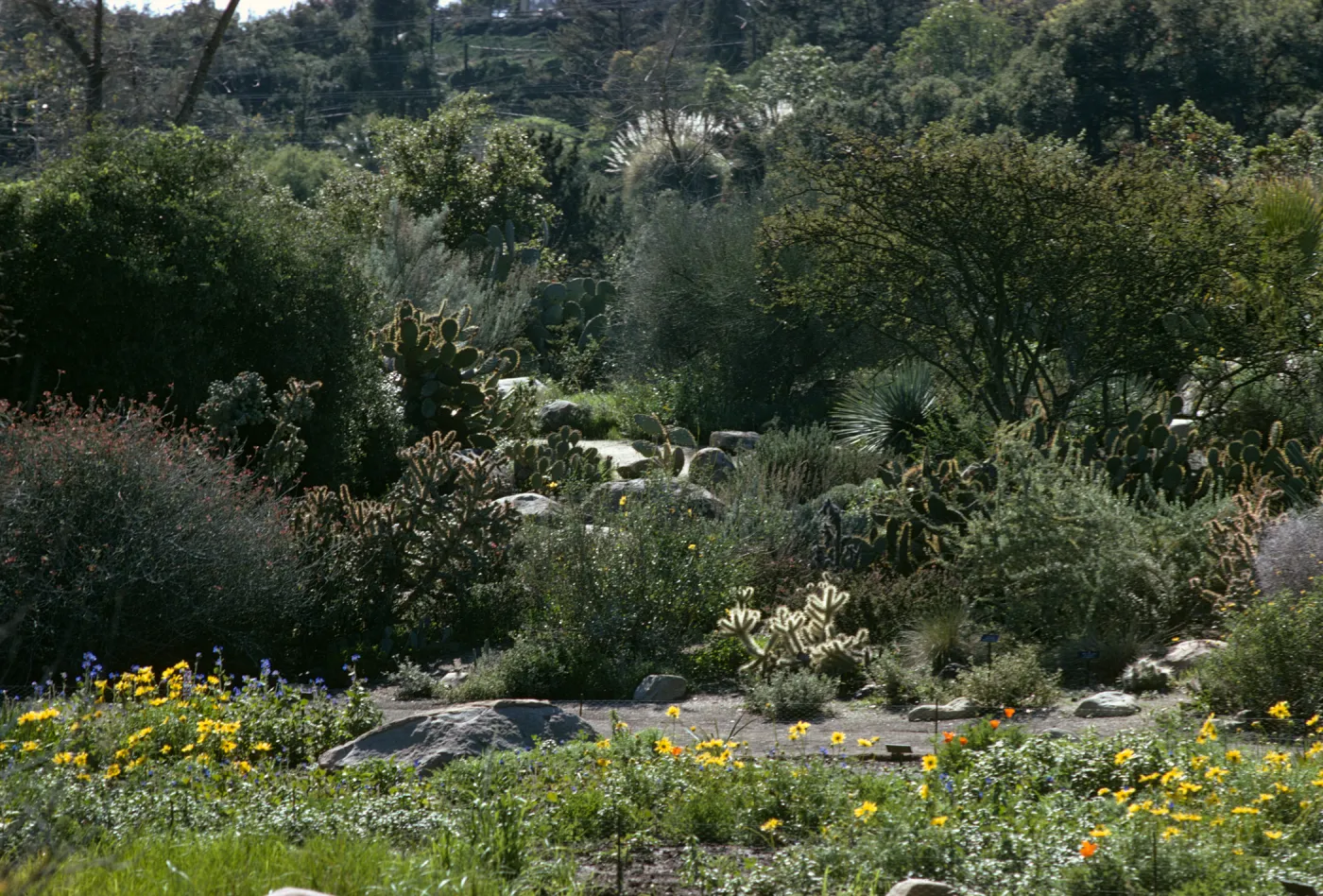 Desert Section, view from the Meadow