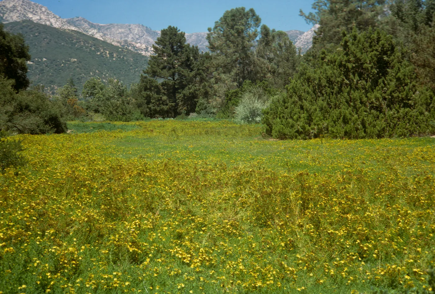 Meadow with Hypericum in bloom, yellow