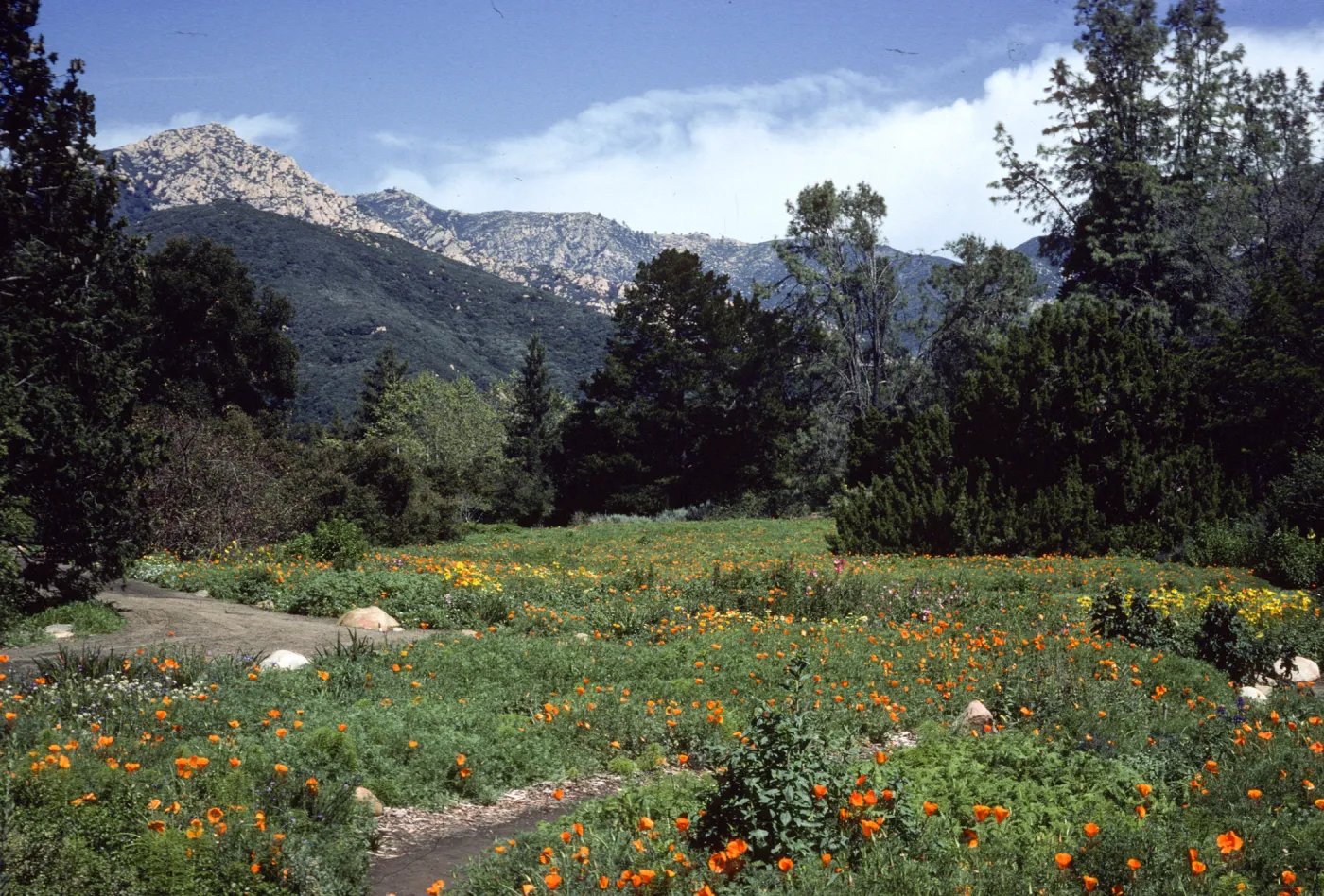Meadow, looking north to La Cumbre Peak
