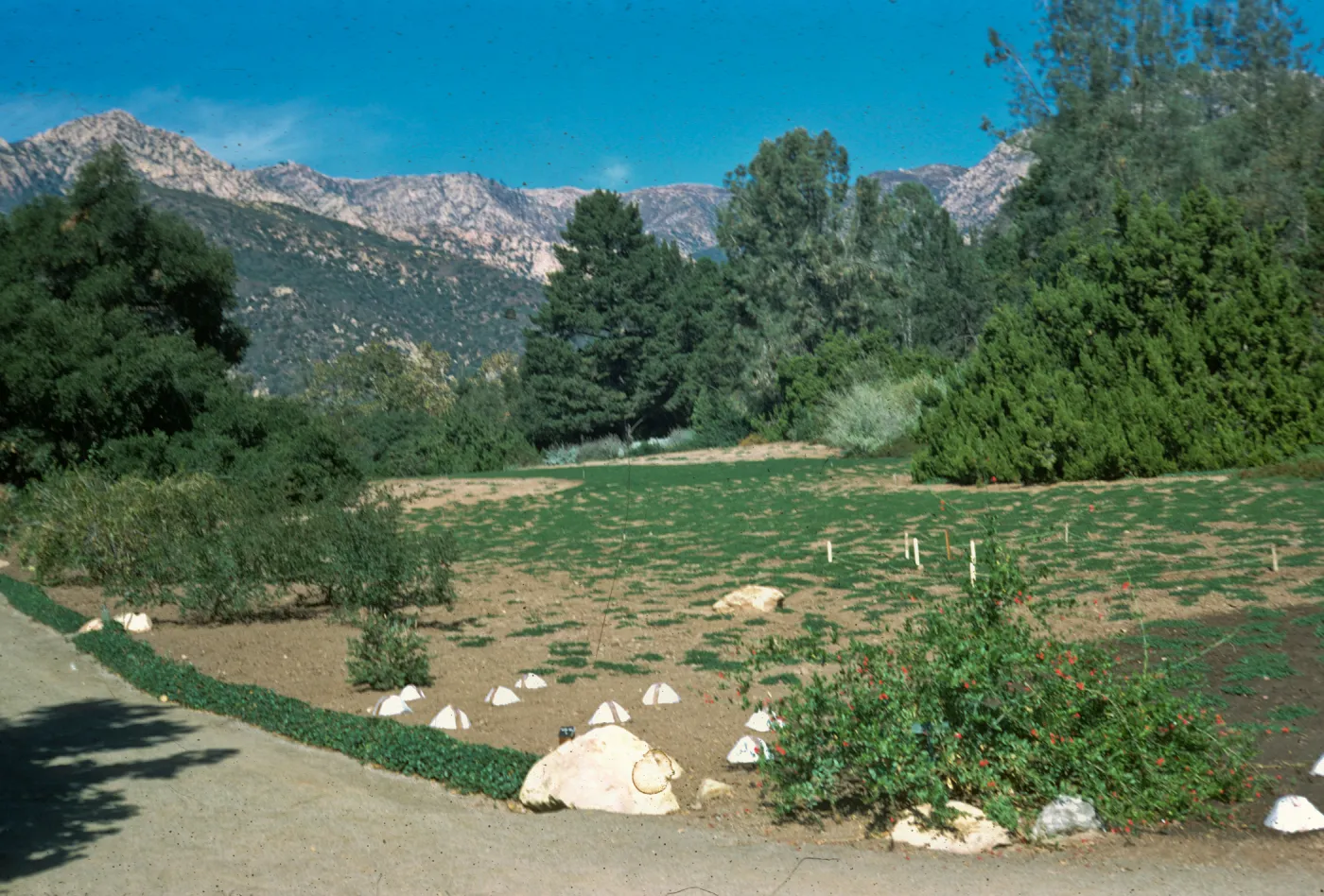 New plantings in the Meadow