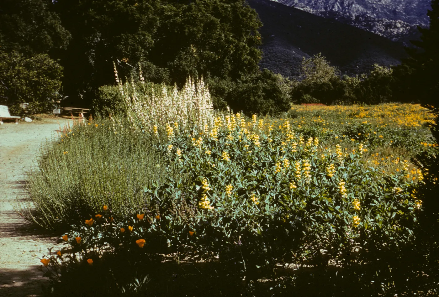 Meadow Border