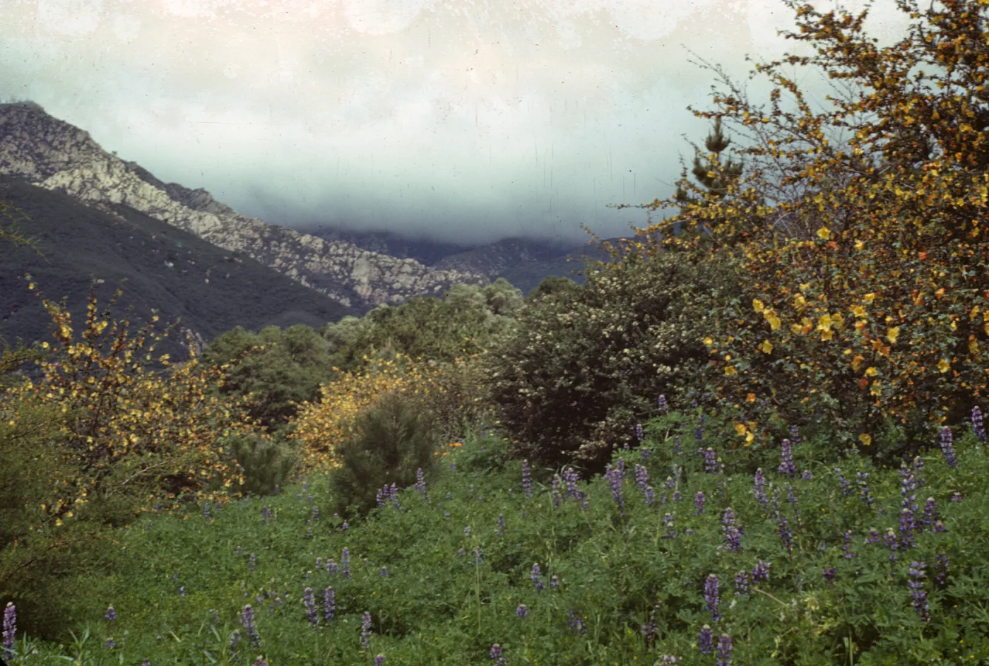 Flannel Bush and Lupine in the Garden, with Santa Ynez Mountains behind