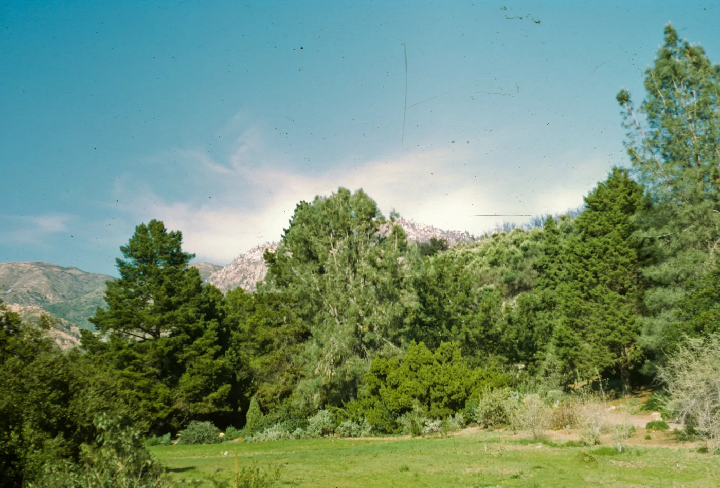 Meadow
