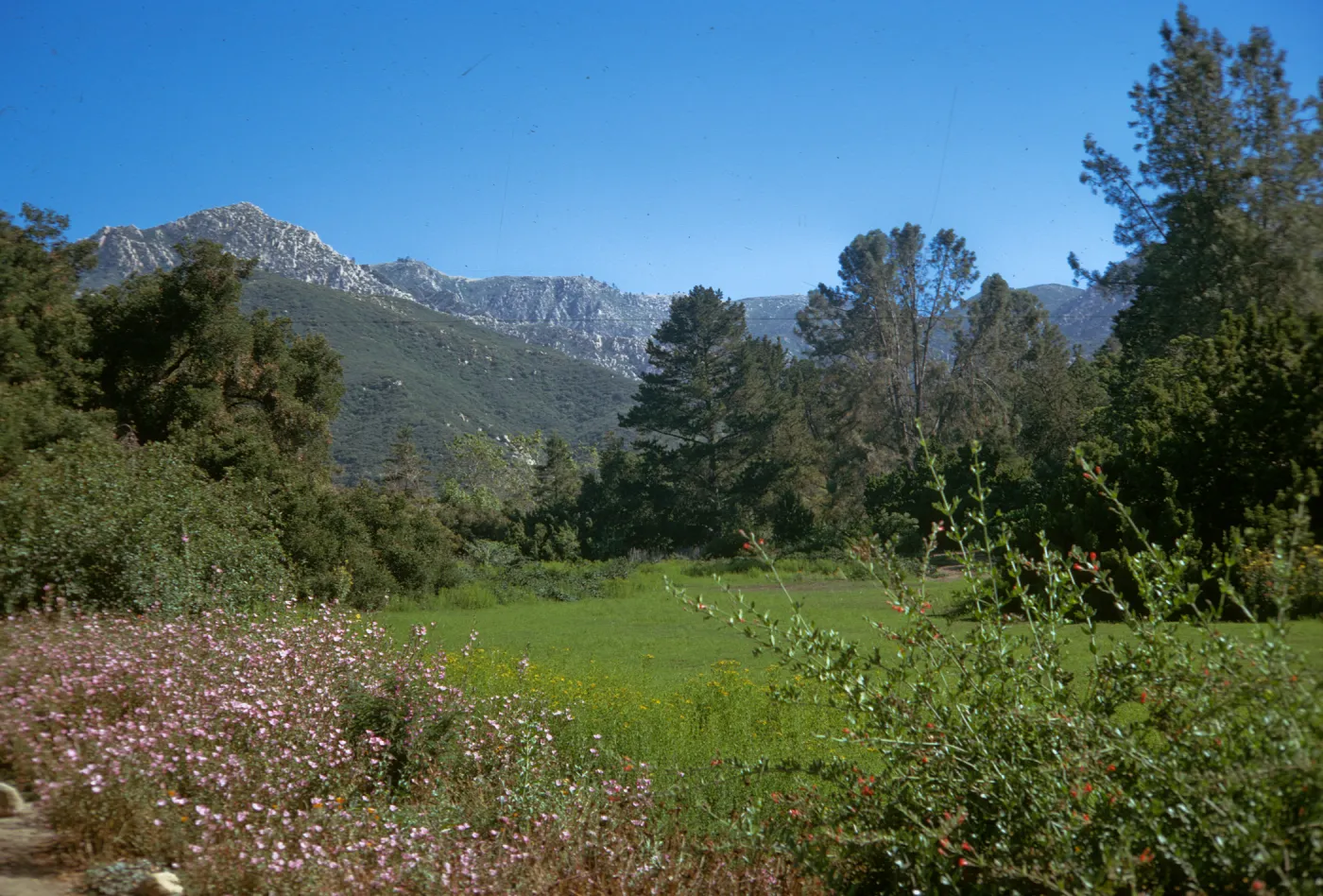 SBBG Meadow with mounatin view
