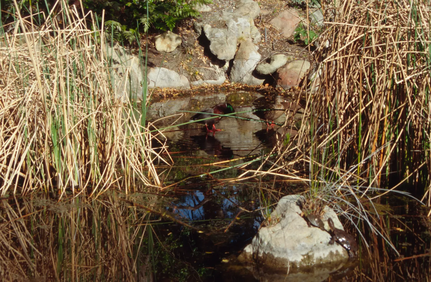 SBBG Pond, Red Eared Sliders